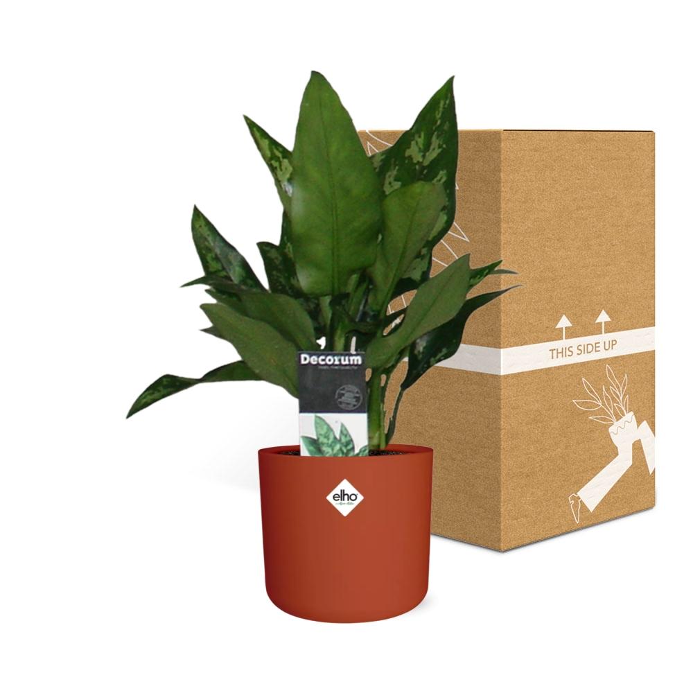 Aglaonema Maria in ELHO b.for soft rond 14cm brique
