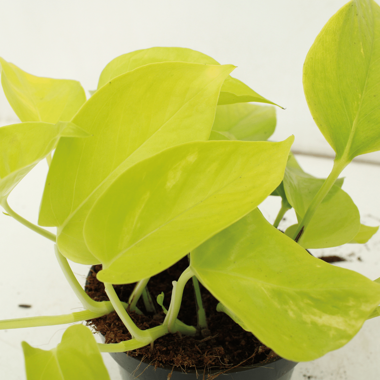 Epipremnum Golden Pothos – 4er Set Ø12cm, ca. 15cm hoch
