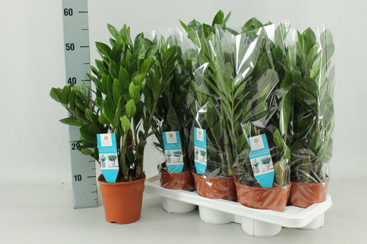 Zamioculcas Zamiifolia - Pflegeleichte Trendpflanze Ø14cm