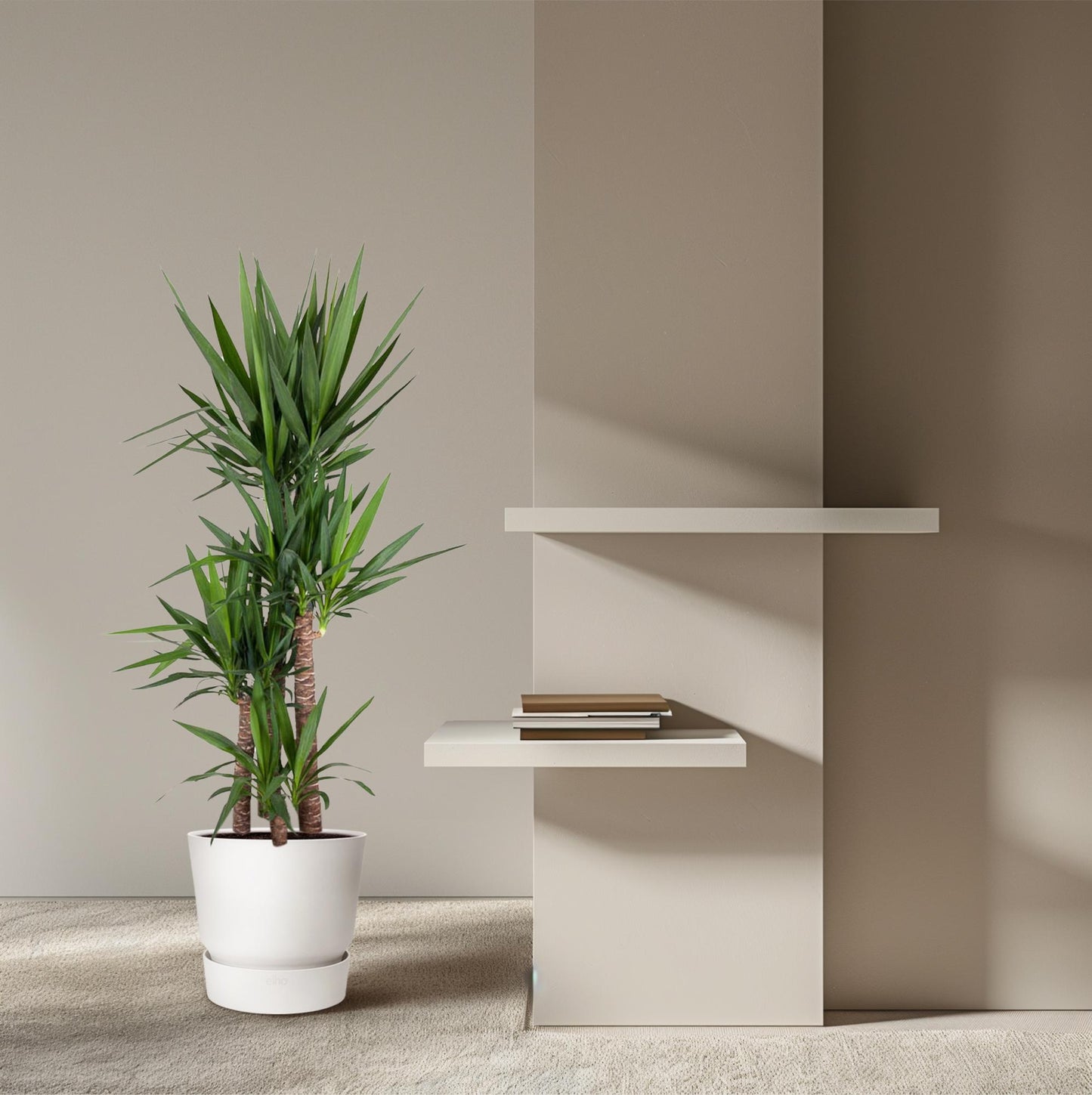 Yucca Elephantipe – Robuste Elefantenpalme 180 cm