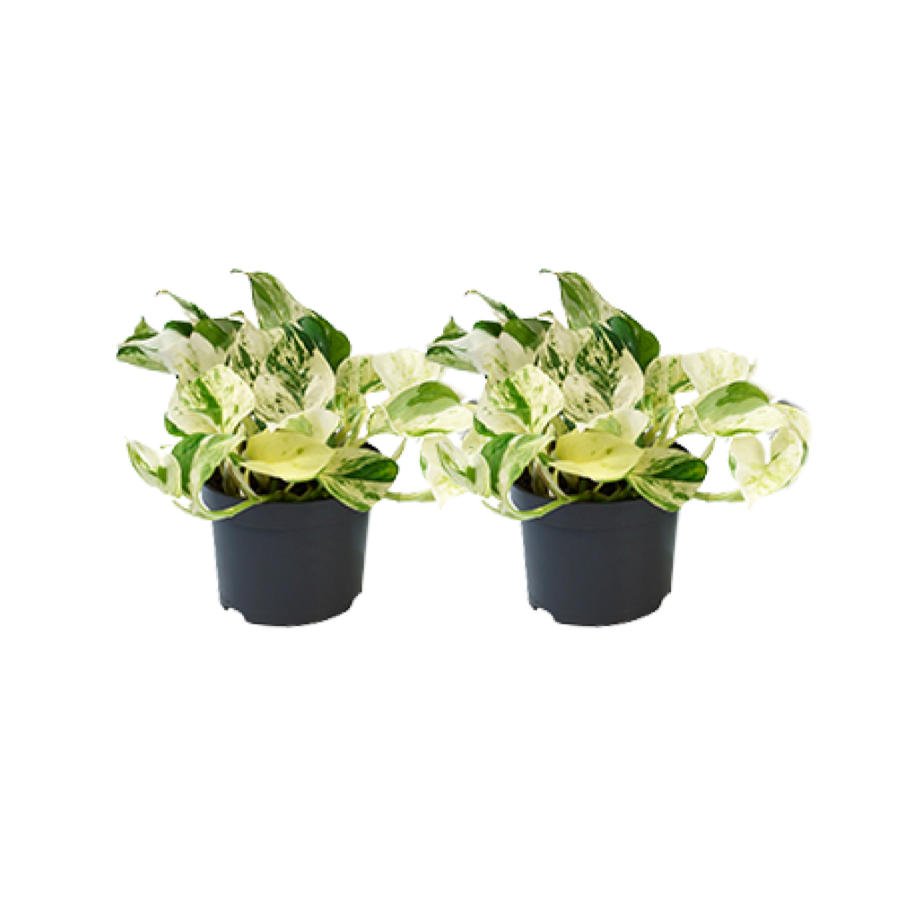 Epipremnum Happy Leaf – 2er-Set, Ø 12 cm, pflegeleicht