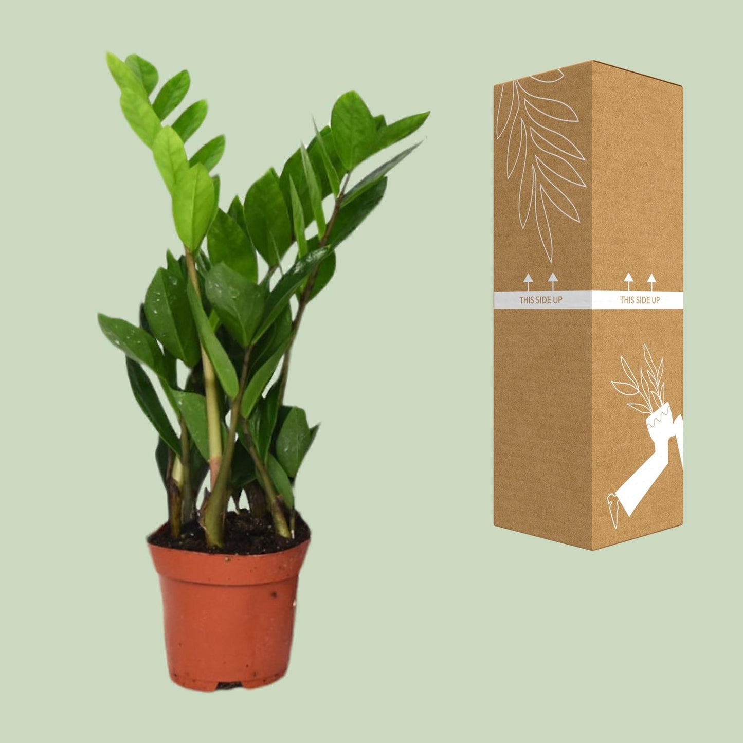 Zamioculcas Zamiifolia Ø12cm – Pflegeleichte Zimmerpflanze