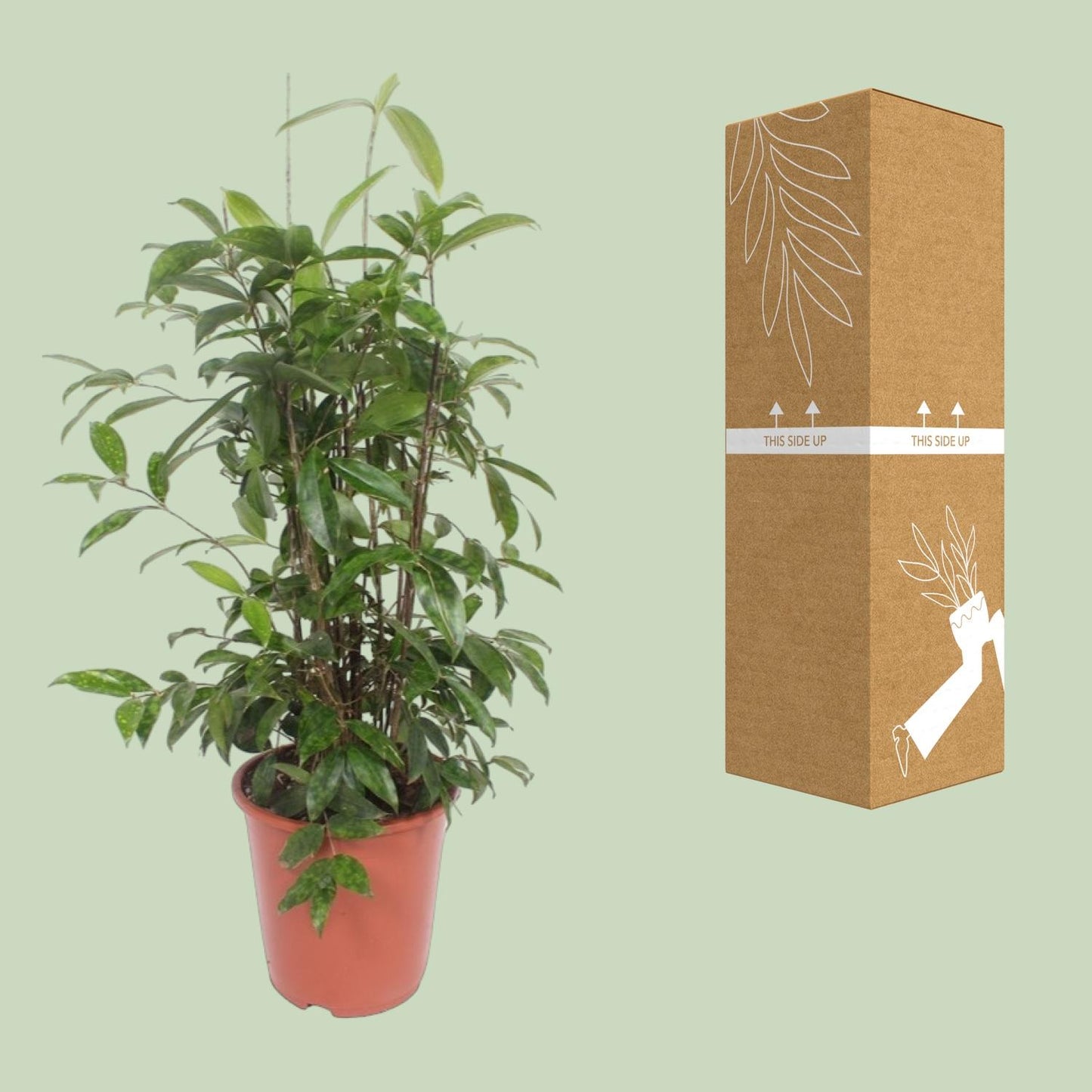 Dracaena Surculosa – Pflegeleichter Drachenbaum Ø27 cm