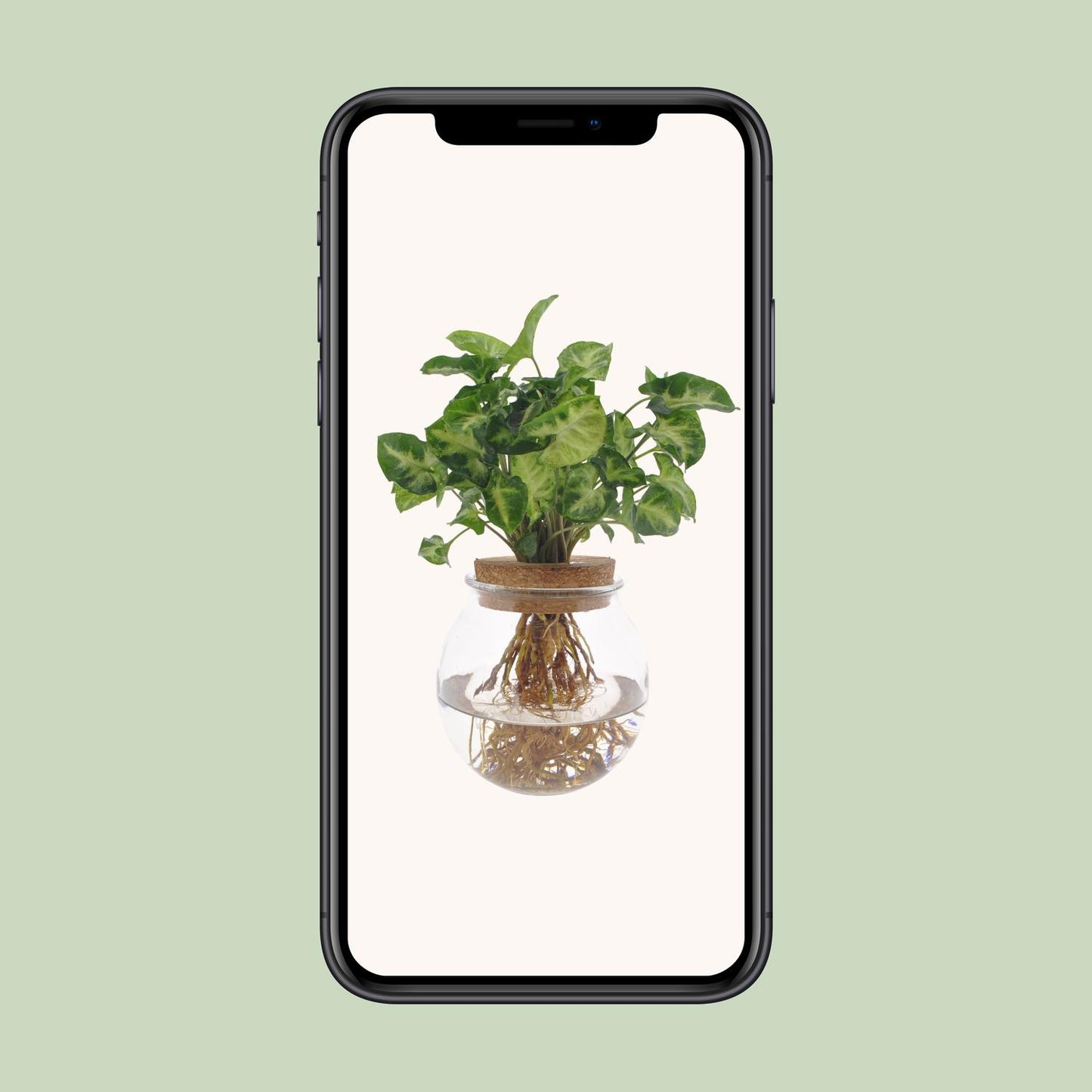 Syngonium Pixie – Zwerg-Purpurtute Ø12cm, 30cm hoch