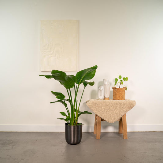 Strelitzia Nicolai Ø19cm – Luftreinigende Baumstrelitzie mit Mayk Lead Topf