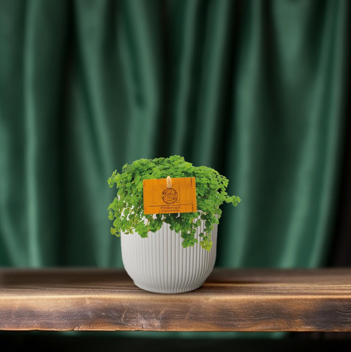 Pilea Depressa – Zwerg-Knallkraut, Ø 10,5 cm, pflegeleicht