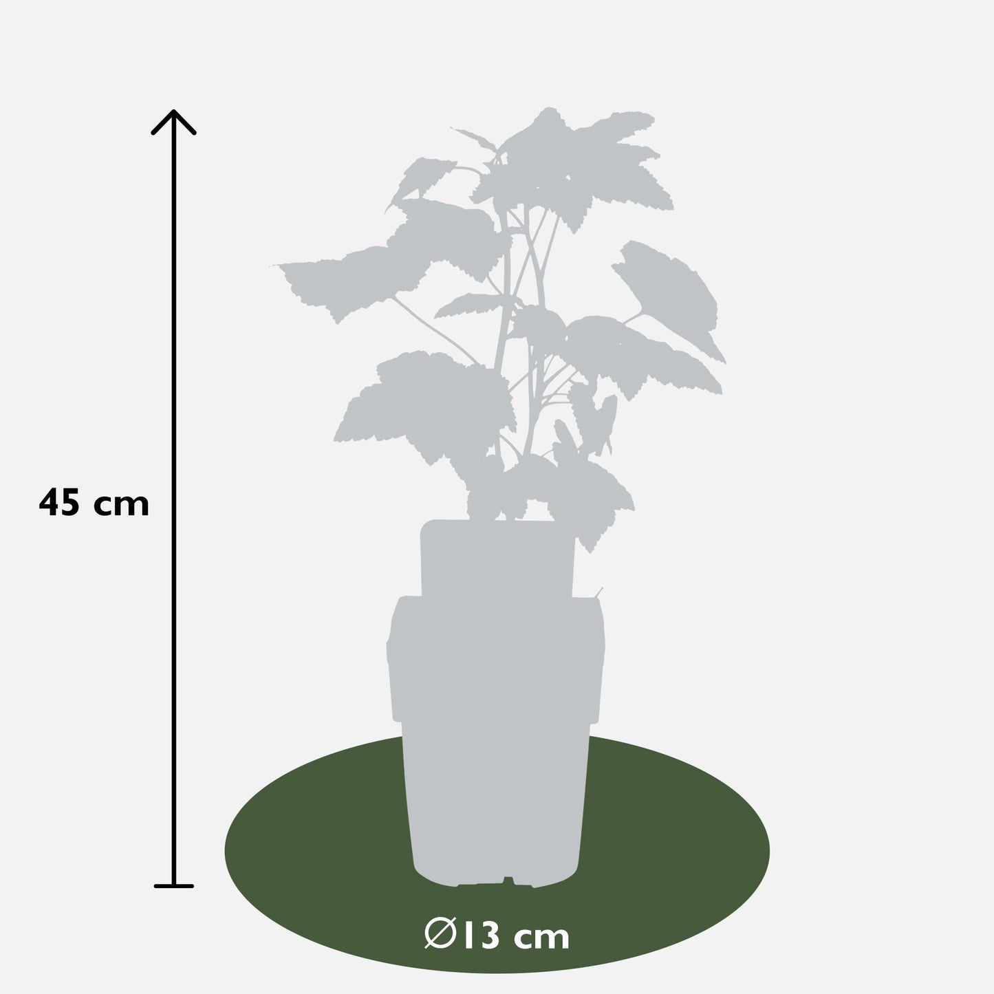Schwarze Johannisbeere 'Ben Nevis' – Bio-Beerenstrauch Ø13cm