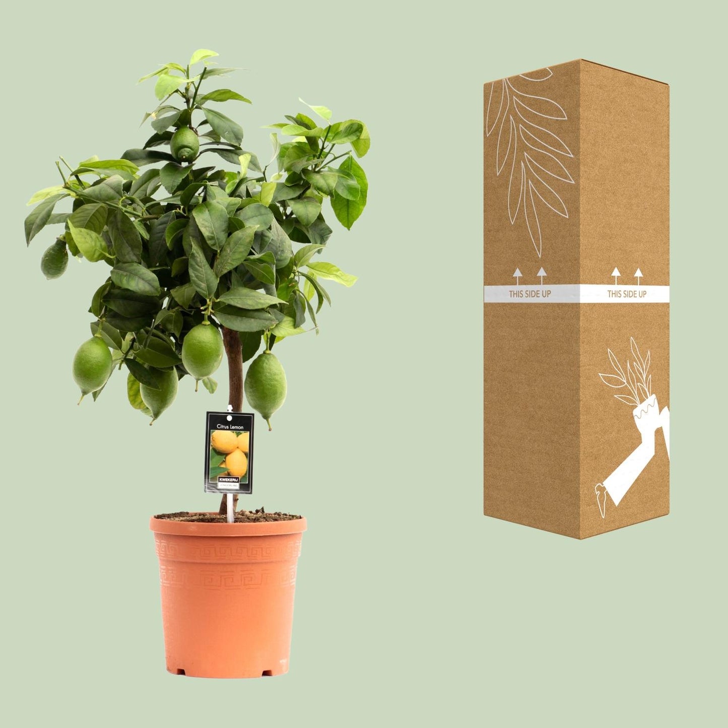 Zitronenbaum Citrus Lemon Ø19cm, ca. 70cm hoch