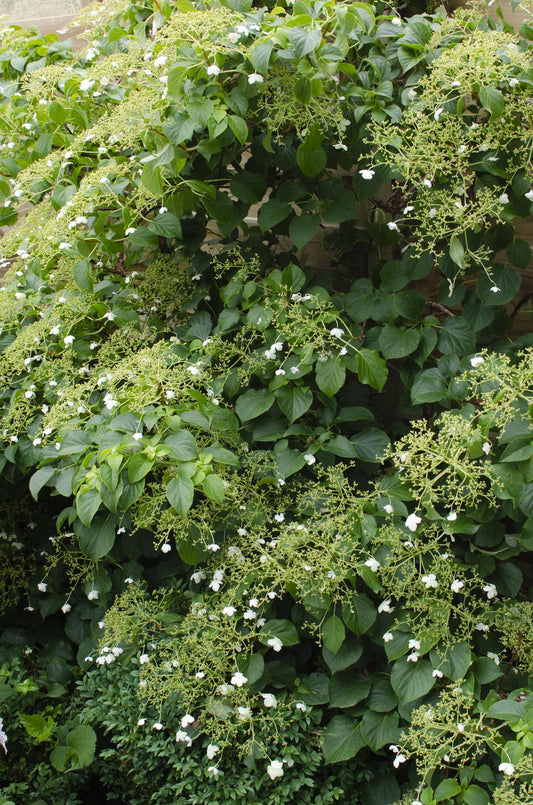 4x Hydrangea petiolaris – Klimhortensie Ø15cm, 65cm hoch