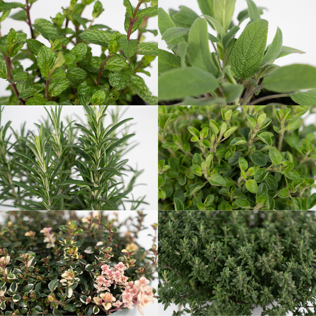 Gartenkräutermischung 4er Set Ø14cm – Aromatisch & Pflegeleicht