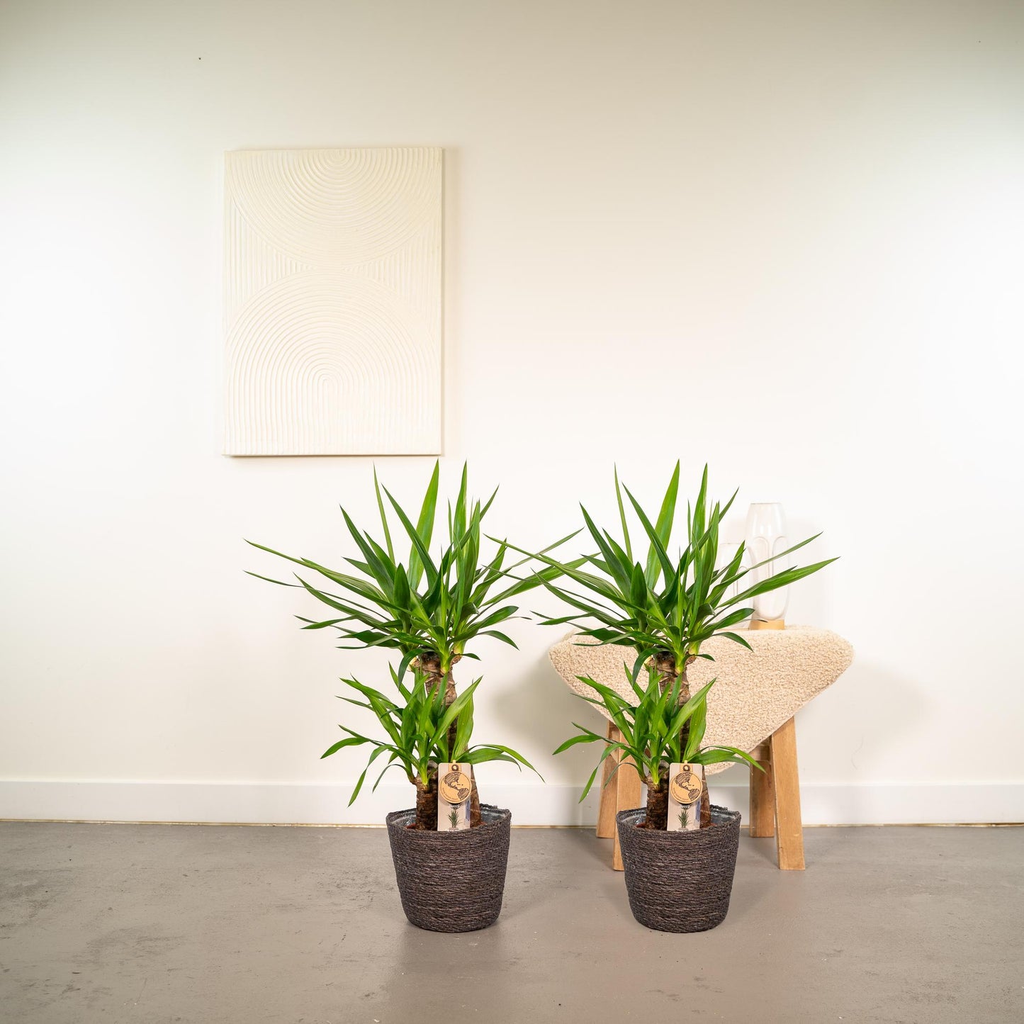 2x Yucca Elephantipes – 90 cm – Ø 17 cm Topf
