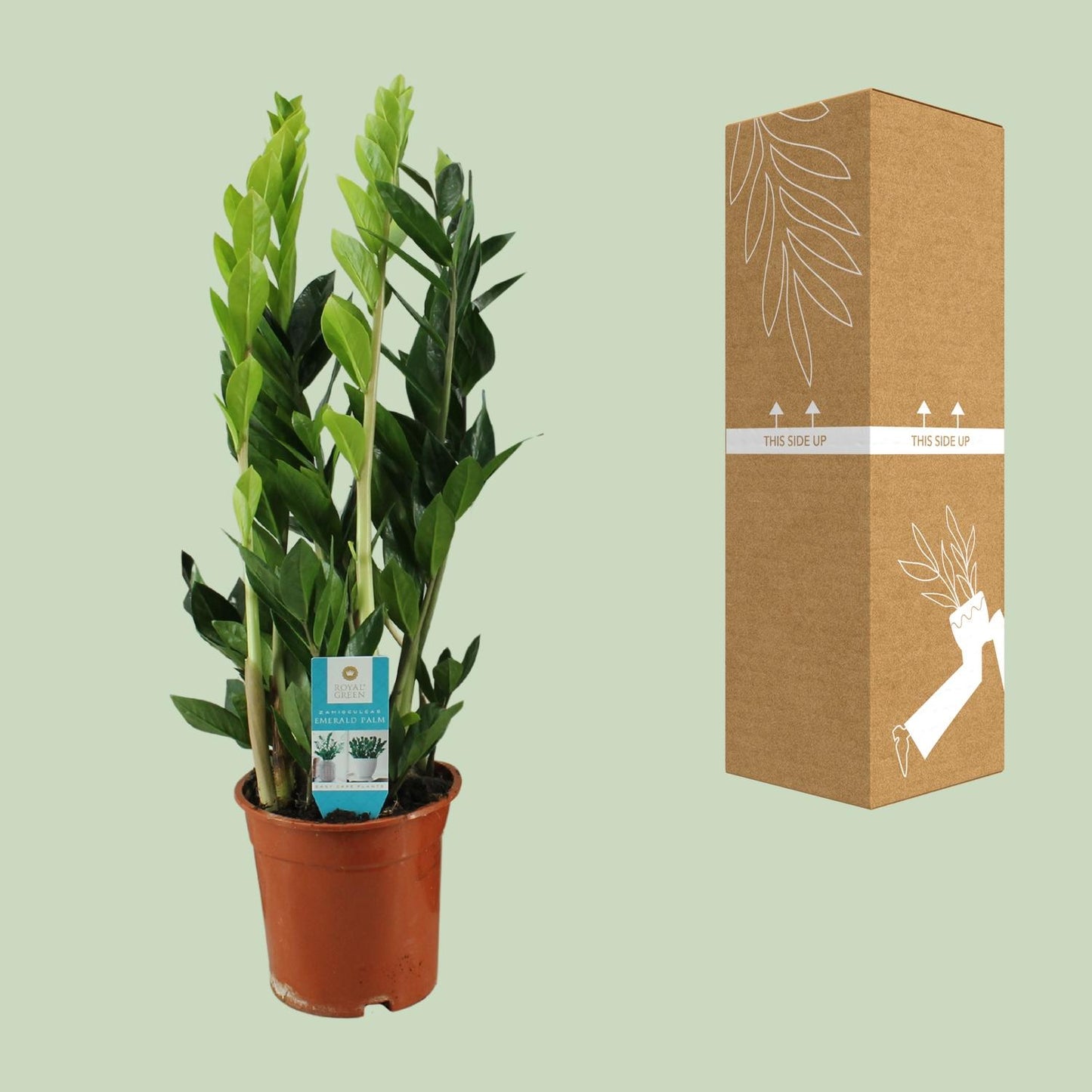 Zamioculcas Zamiifolia – Pflegeleichte ZZ-Pflanze Ø17cm, 65cm hoch