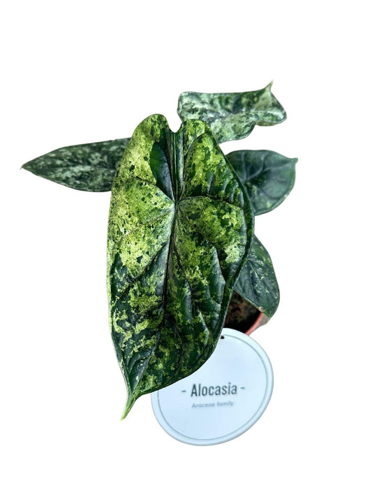 Alocasia Dragon Scale Variegata – Trendige Zimmerpflanze Ø12cm