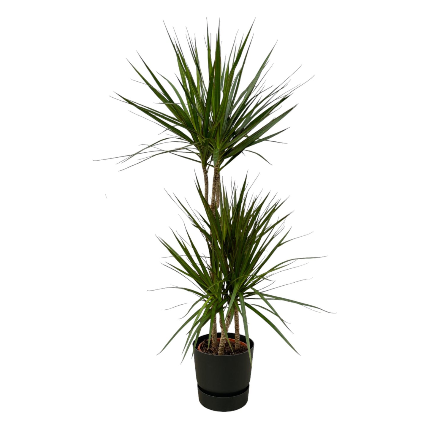 Dracaena Marginata – Pflegeleichte Zimmerpflanze Ø21cm