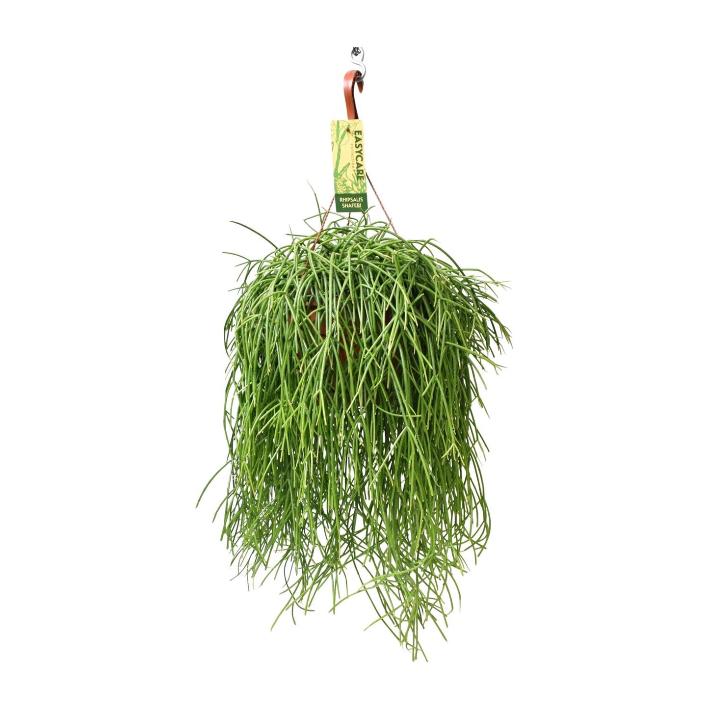 Rhipsalis Baccifera Shaferi – Pflegeleichte Hängepflanze Ø21cm