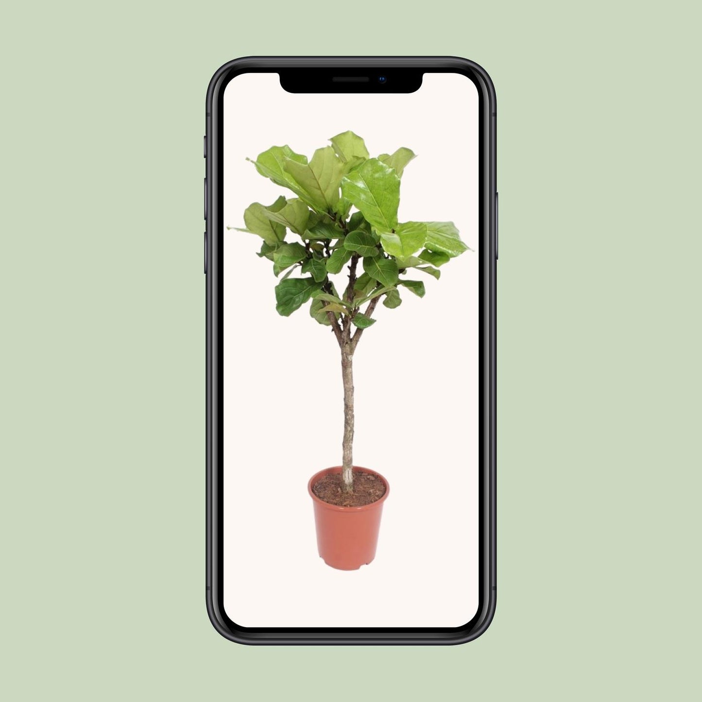 Ficus Lyrata (Geigenfeige) – Ø27cm, ca. 120cm hoch