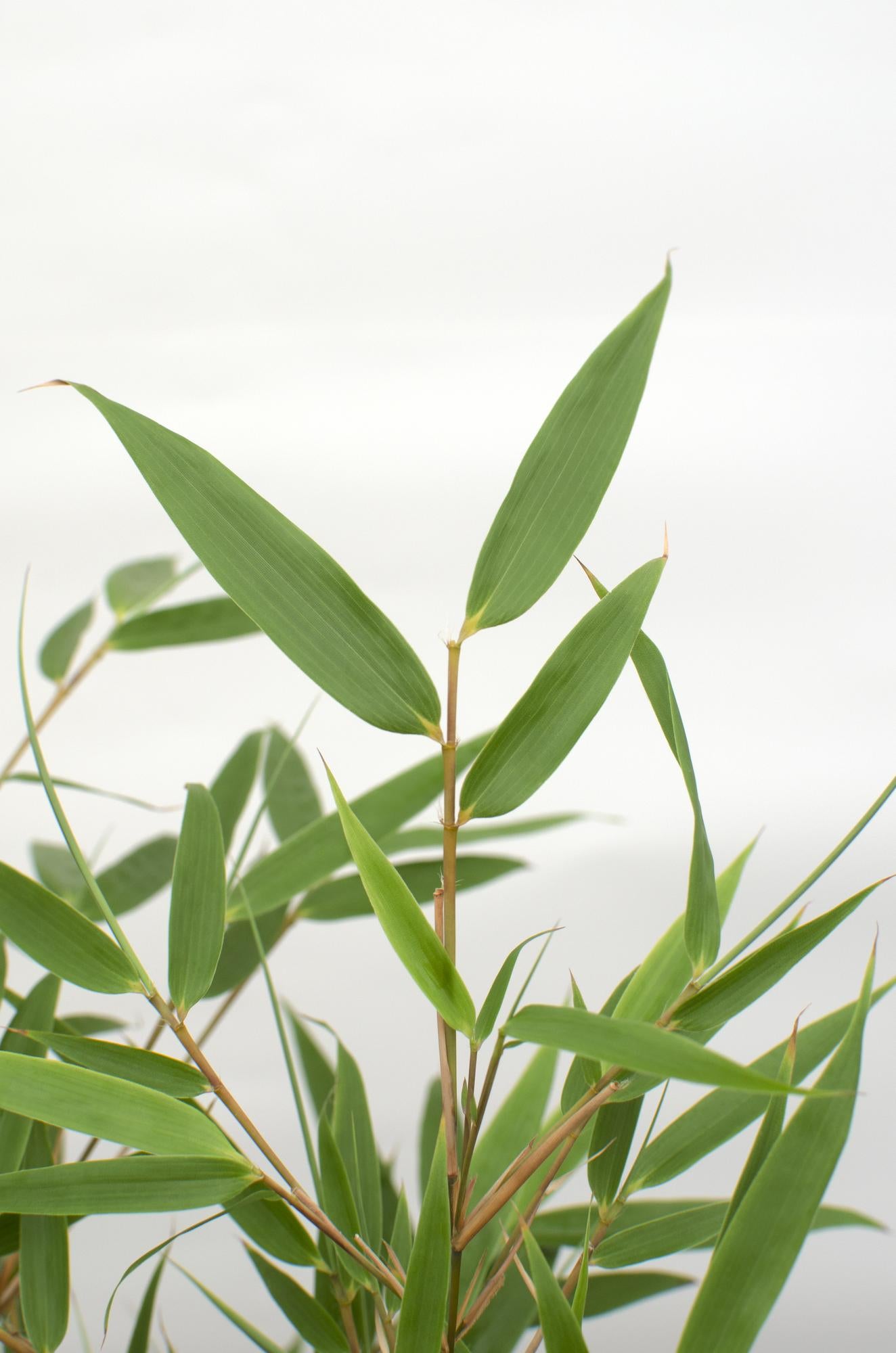 Fargesia Rufa – Pflegeleichter Gartenbambus 80 cm