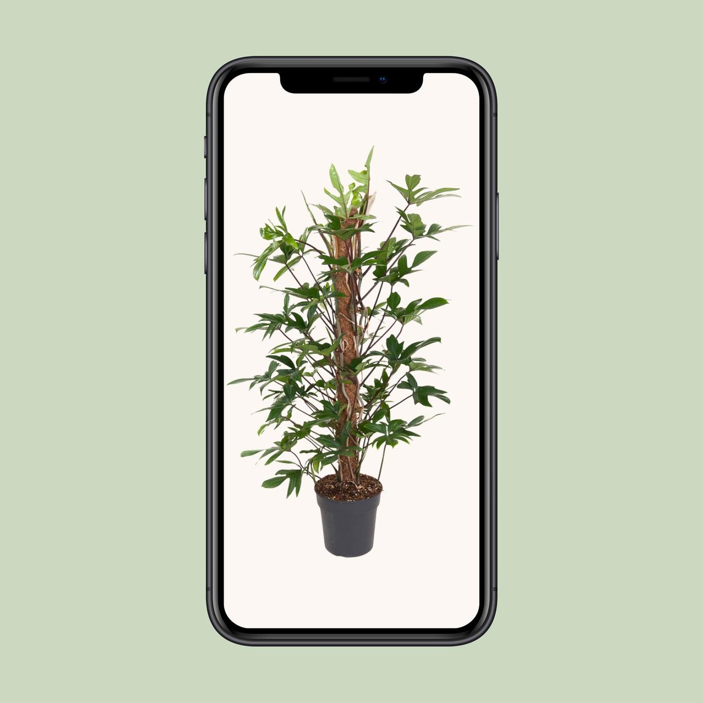 Philodendron Pedatum – Pflegeleichte Zimmerpflanze Ø24cm