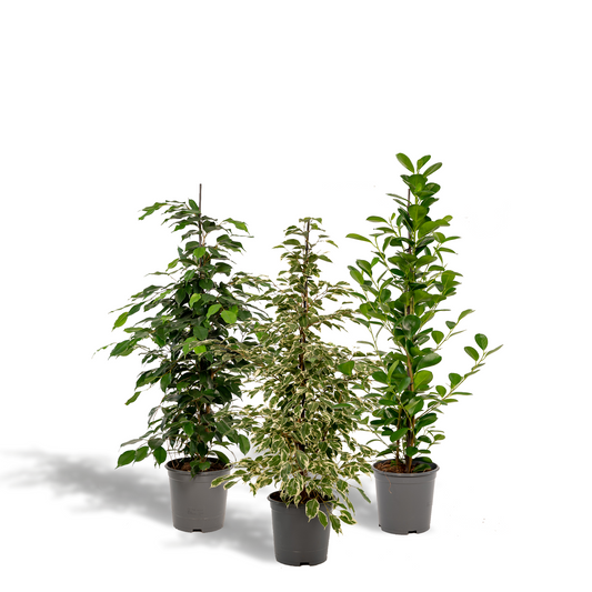 Zimmerpflanzen-Set: Ficus Benjamina & Microcarpa Ø21cm, 95cm