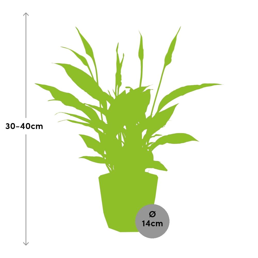 Friedenslilie Spathiphyllum 12 cm im ELHO b.for rock Topf