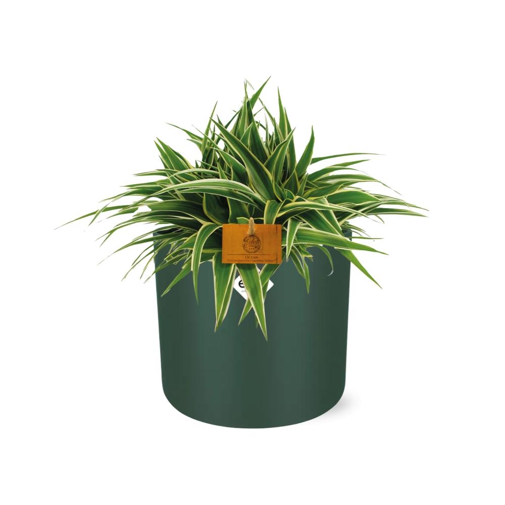 Chlorophytum Ocean 15cm – Pflegeleichte Spinnenpflanze