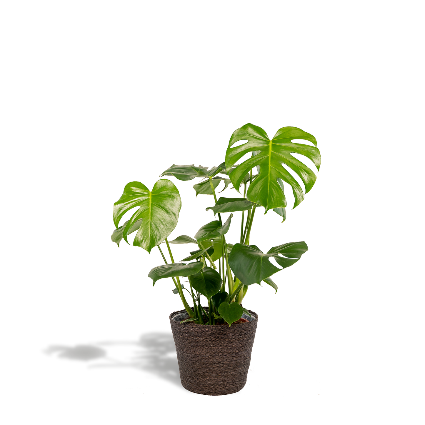 Monstera Deliciosa im Korb Igmar – Ø21cm, 80cm hoch