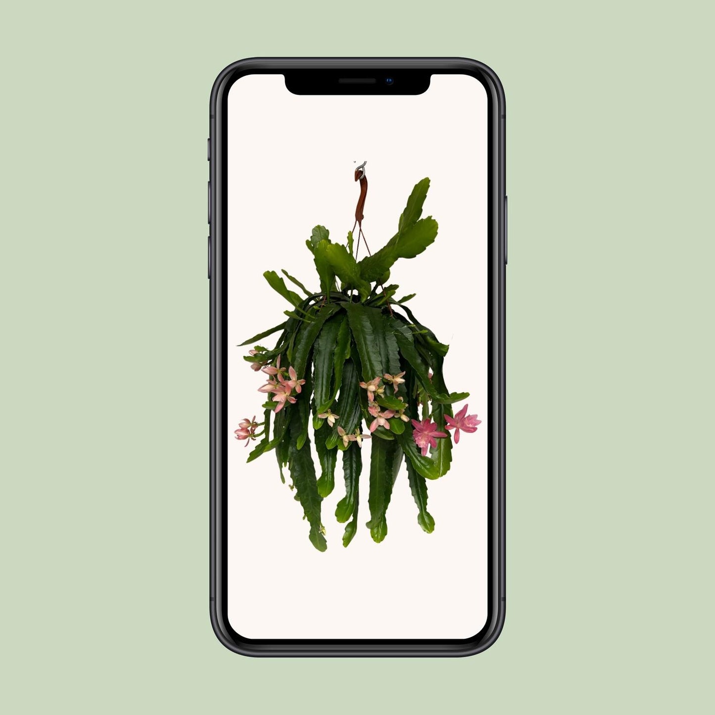 Disocactus phyllanthoides – Pflegeleichter Kaktus Ø21 cm