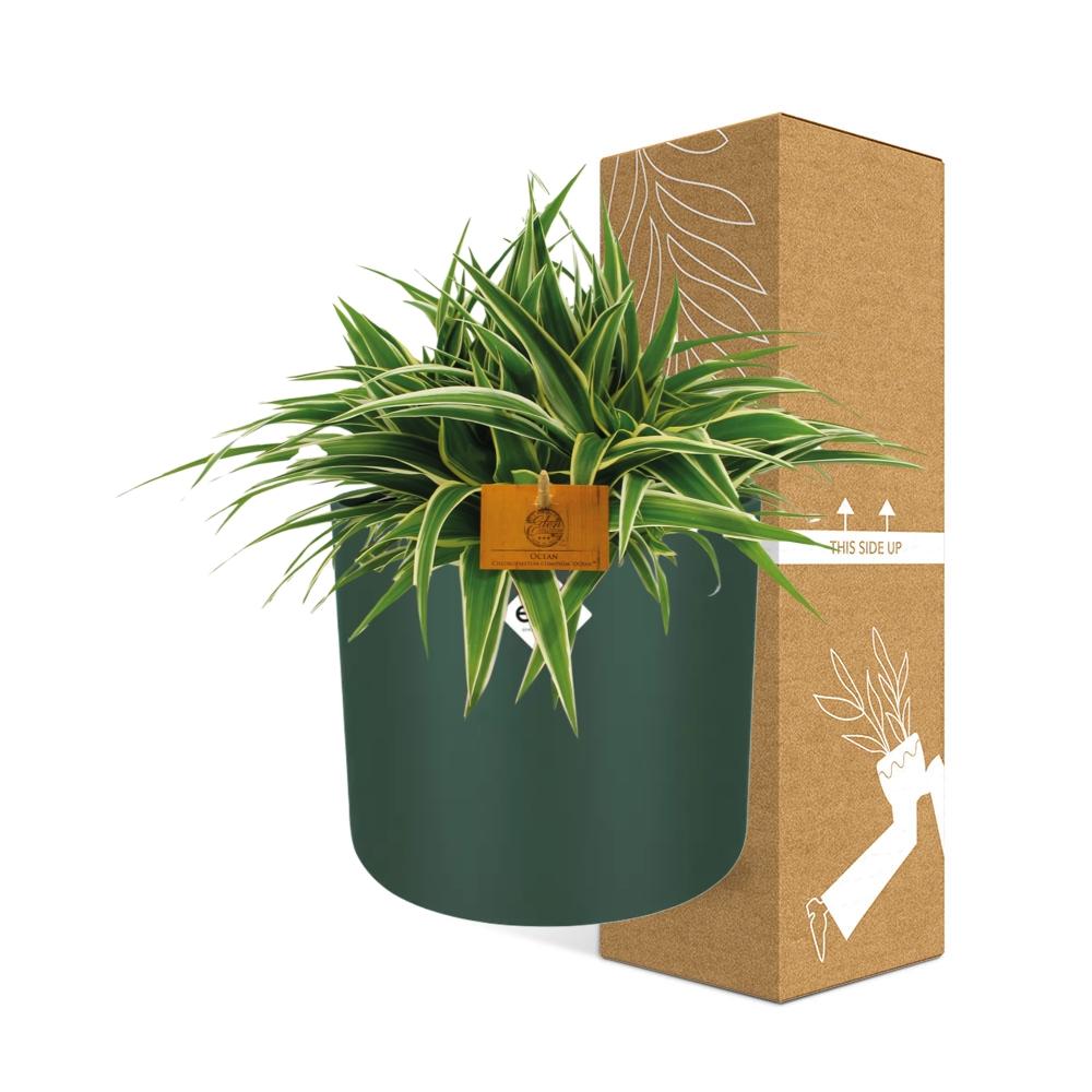 Chlorophytum Ocean 15cm – Pflegeleichte Spinnenpflanze