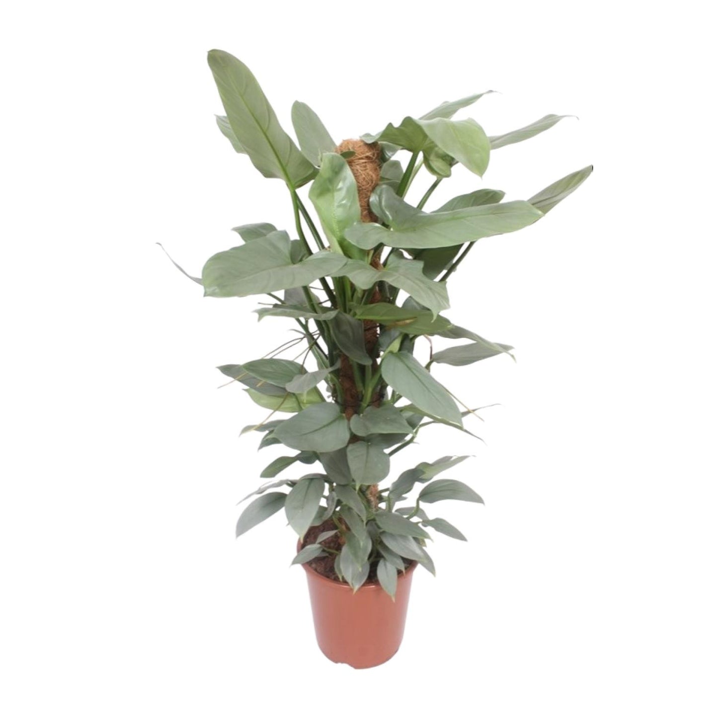 Philodendron Hastatum – Tropische Zimmerpflanze Ø27cm