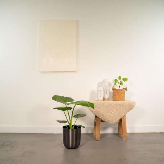 Alocasia Macrorrhiza Elefantenohr Ø19cm, 70cm hoch, Topf Mayk Lead