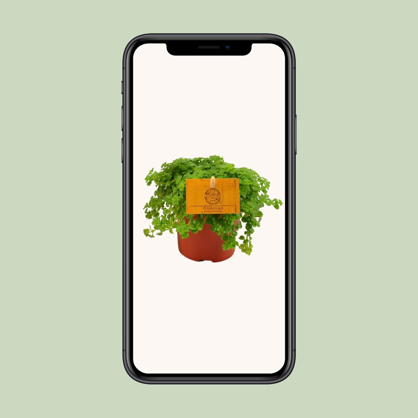 Pilea Depressa – pflegeleichte Aluminium-Pflanze Ø12cm
