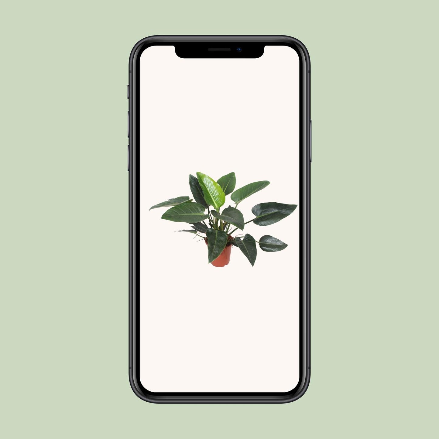 Philodendron Congo Green – Pflegeleichte tropische Zimmerpflanze