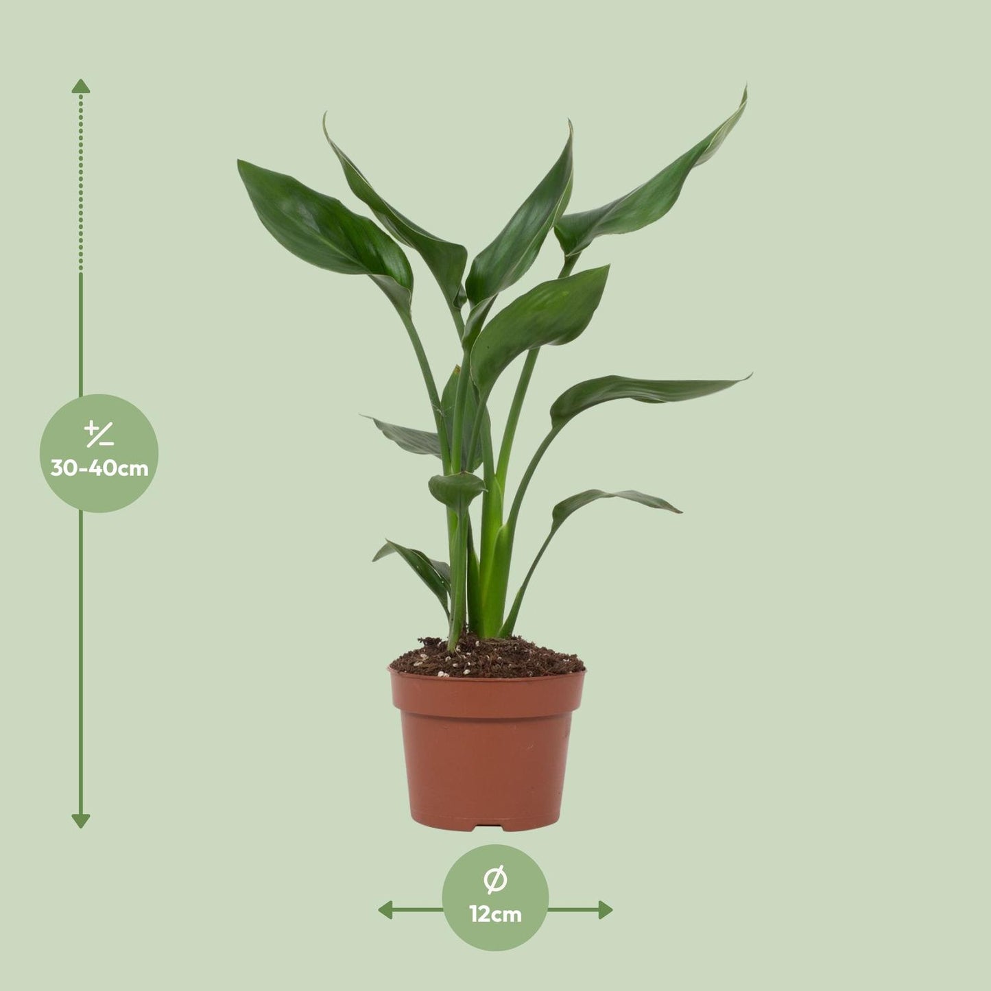 Strelitzia Reginae – Paradiesvogelblume Ø12cm, 35cm hoch