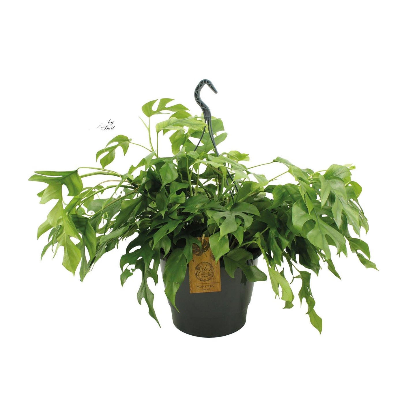 Monstera Minima – Pflegeleichte Kletterpflanze für Zuhause