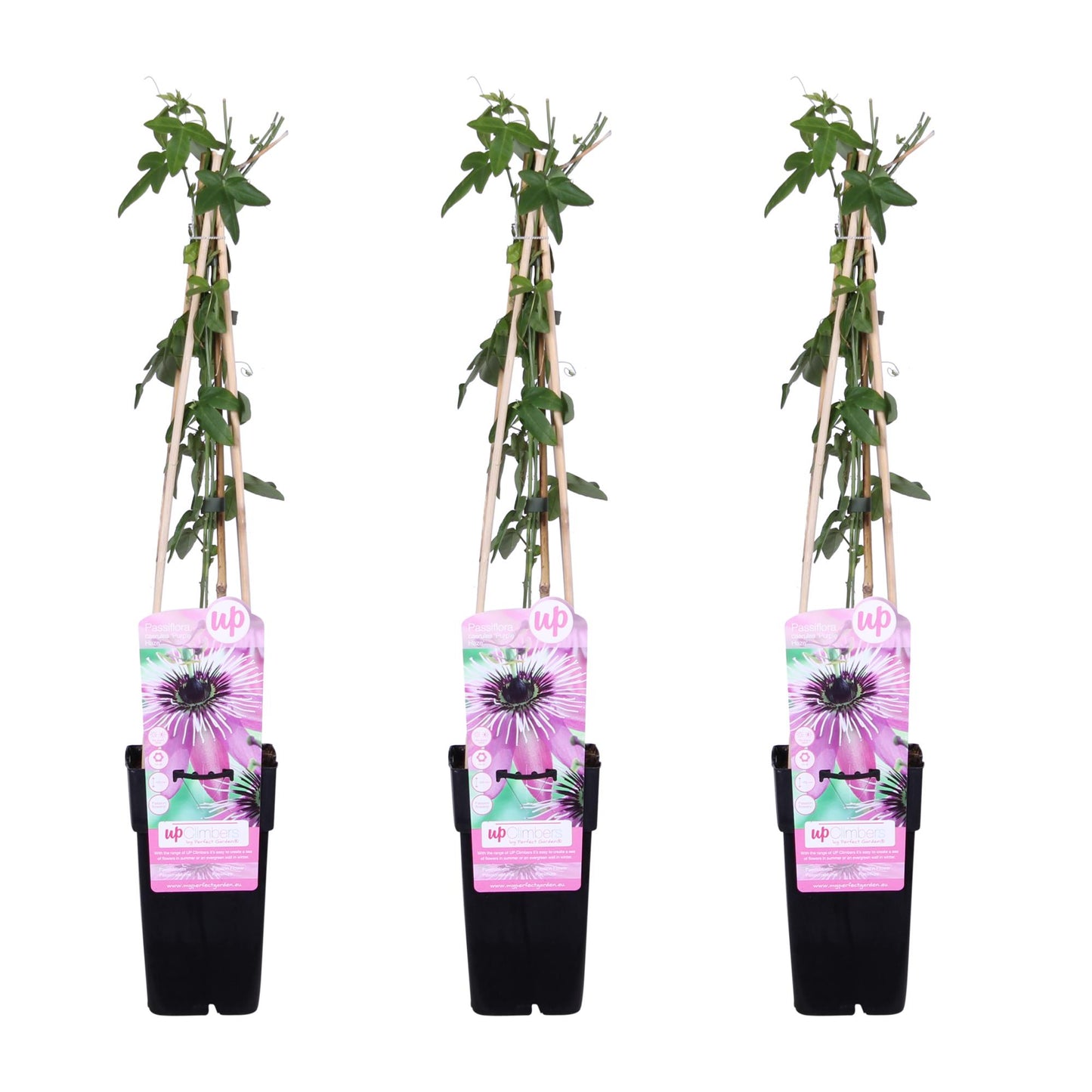 3x Passiflora 'Purple Haze' – Lila Kletterpflanze Ø15cm