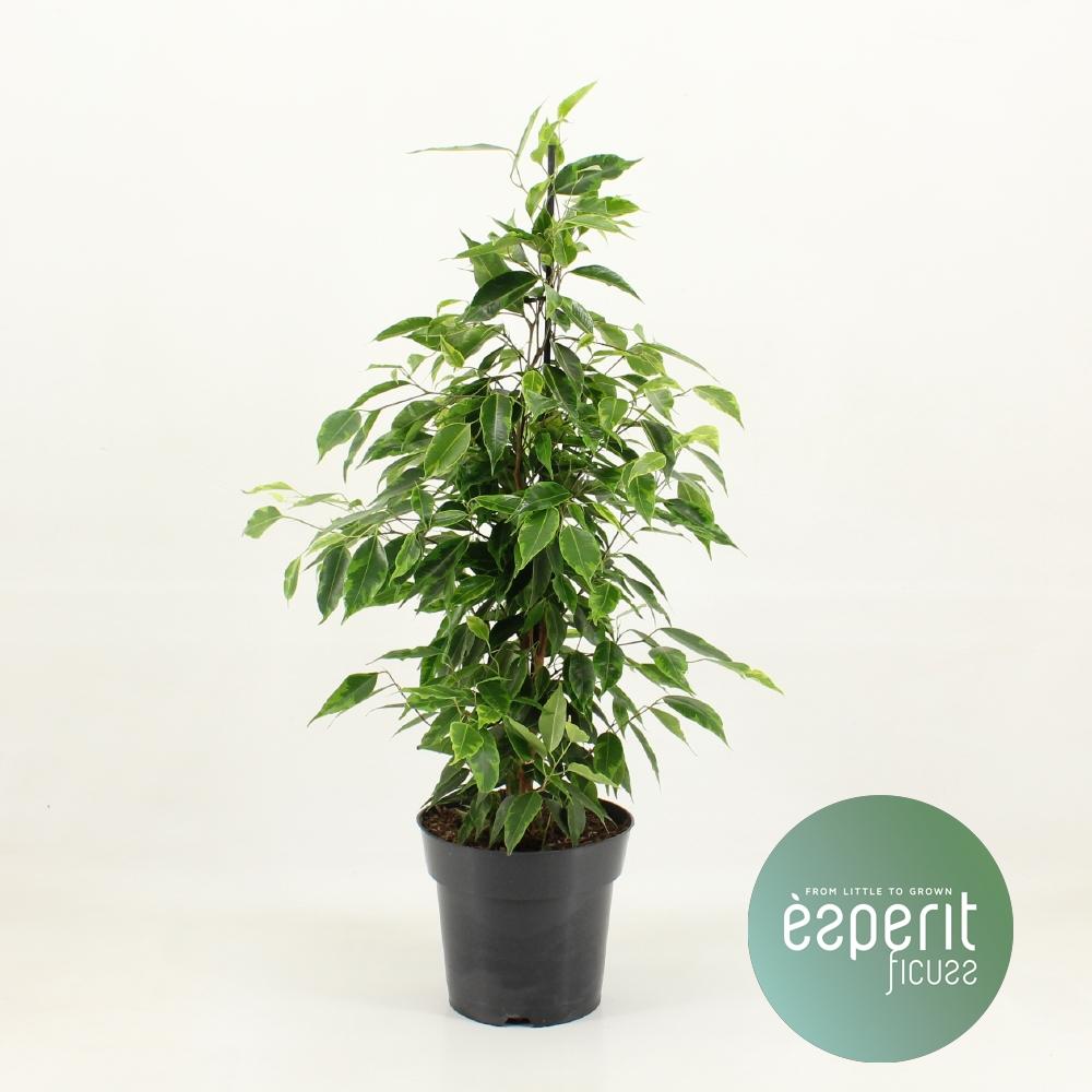 Ficus Benjamina Anastasia – Luftreinigende Zimmerpflanze Ø17cm