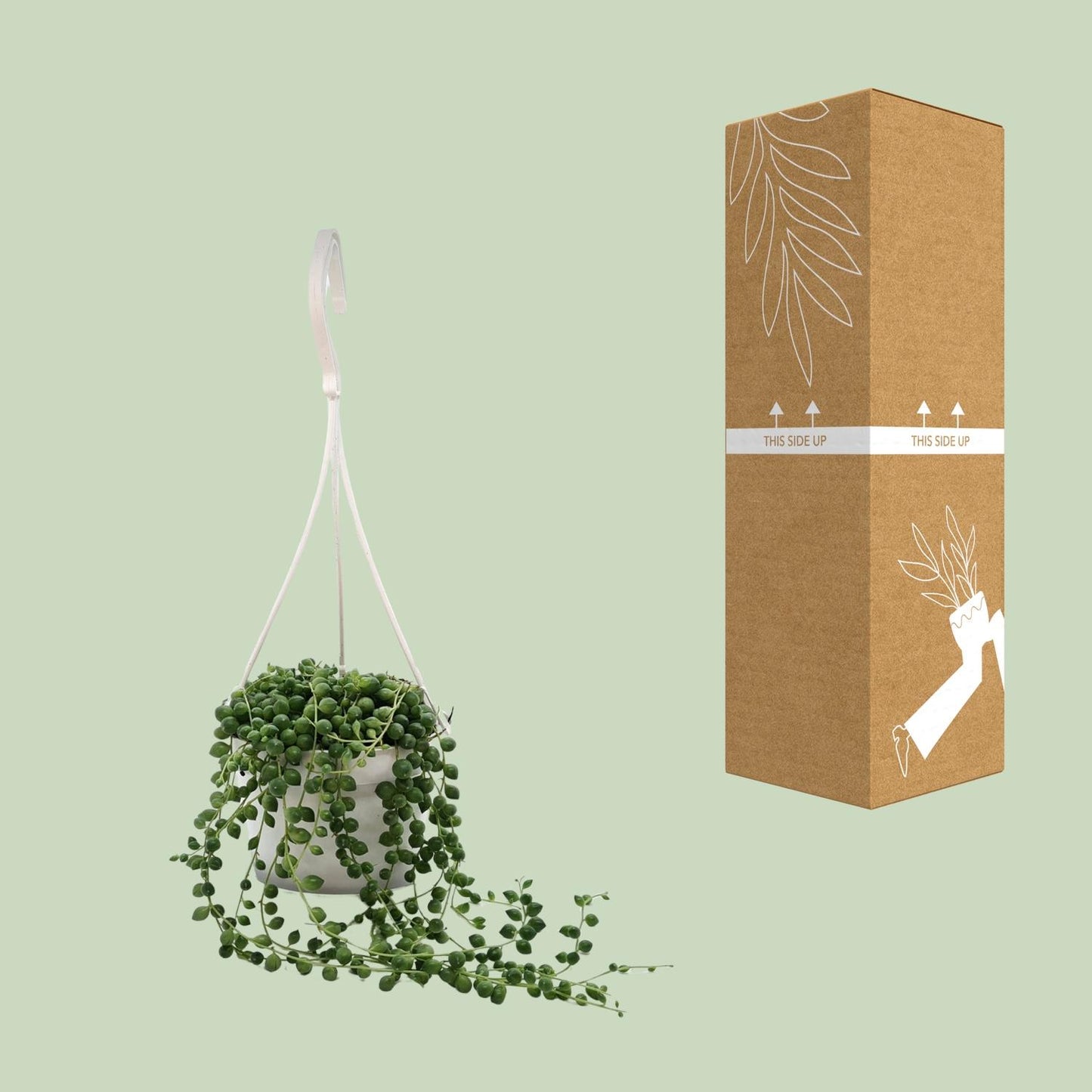 Erbsenpflanze (Senecio rowleyanus) – Pflegeleichte Hängepflanze Ø11cm
