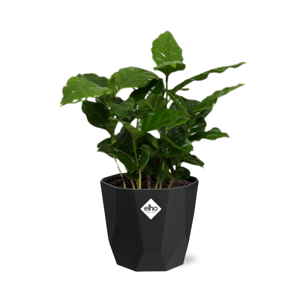 Coffea Arabica – Pflegeleichte Kaffeepflanze im 14cm Topf