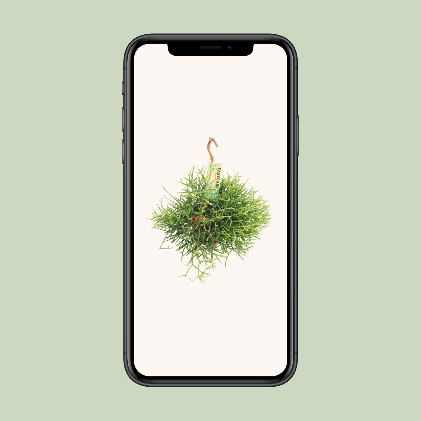 Rhipsalis Heteroclada – pflegeleichte Hängepflanze Ø14 cm