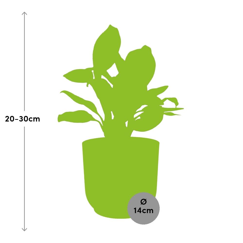 Aglaonema Christina in ELHO Vibes Fold 14cm rosa – Pflegeleichte Zimmerpflanze