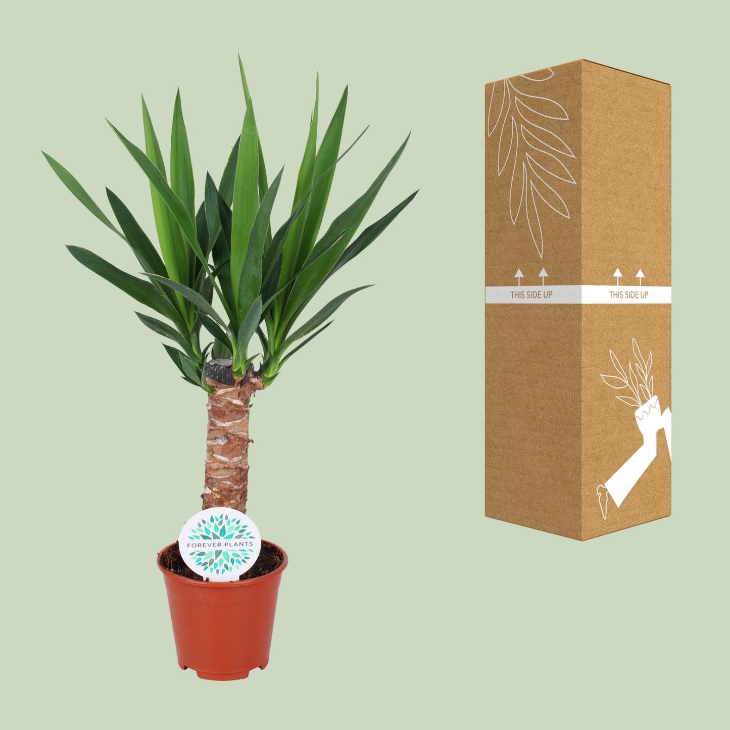 Yucca Elephantipes – Pflegeleichte Zimmerpflanze Ø14cm, 60cm hoch