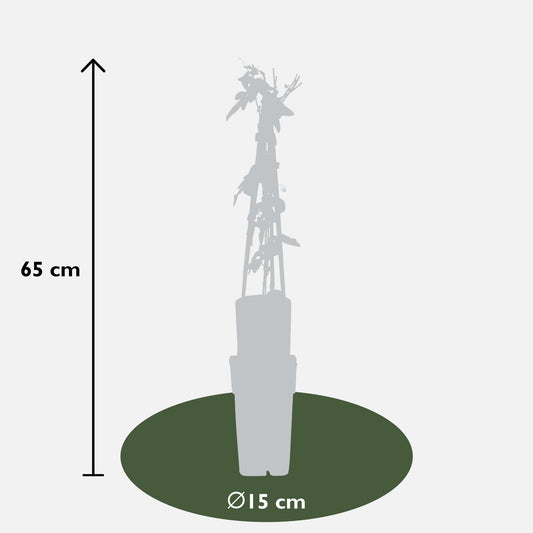 3er Set Passiflora Mix – ca. 65 cm, Ø 15 cm
