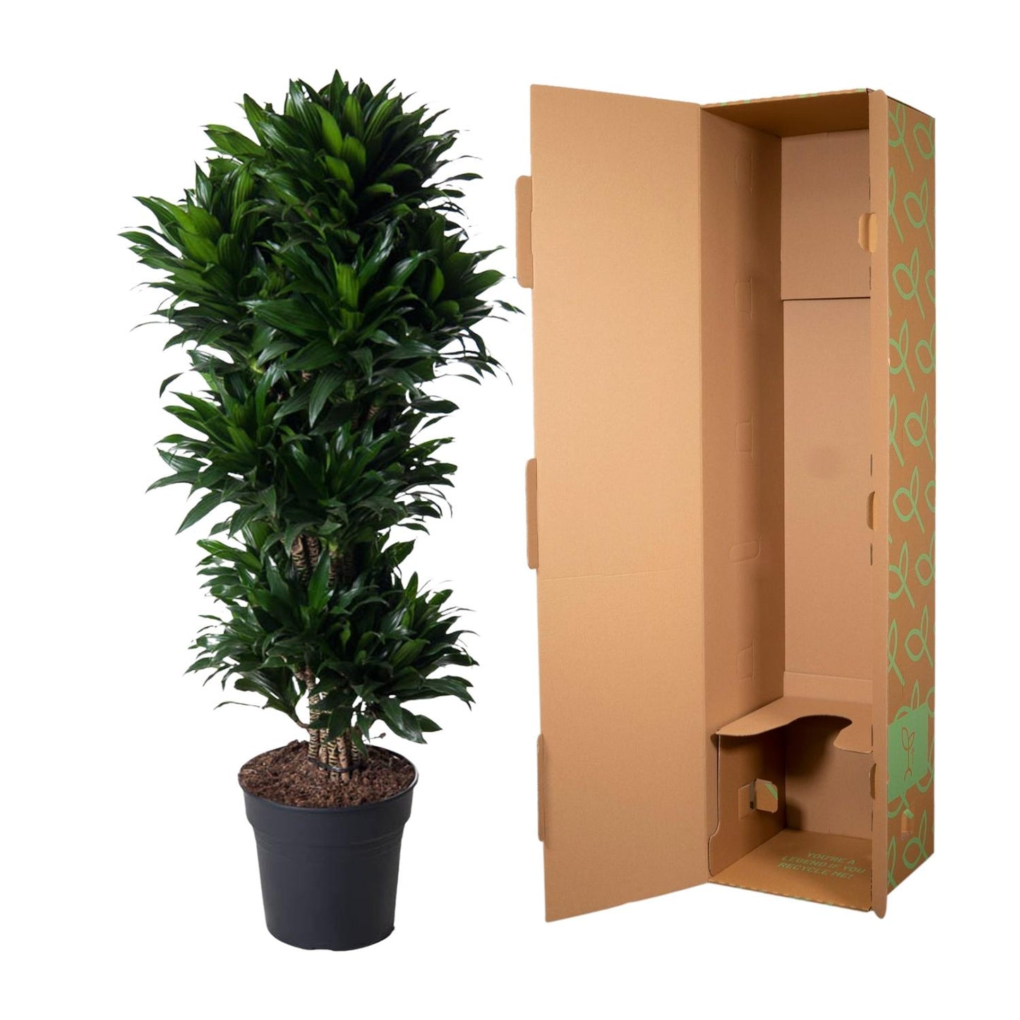 Dracaena Compacta Carrousel – 140 cm, pflegeleicht