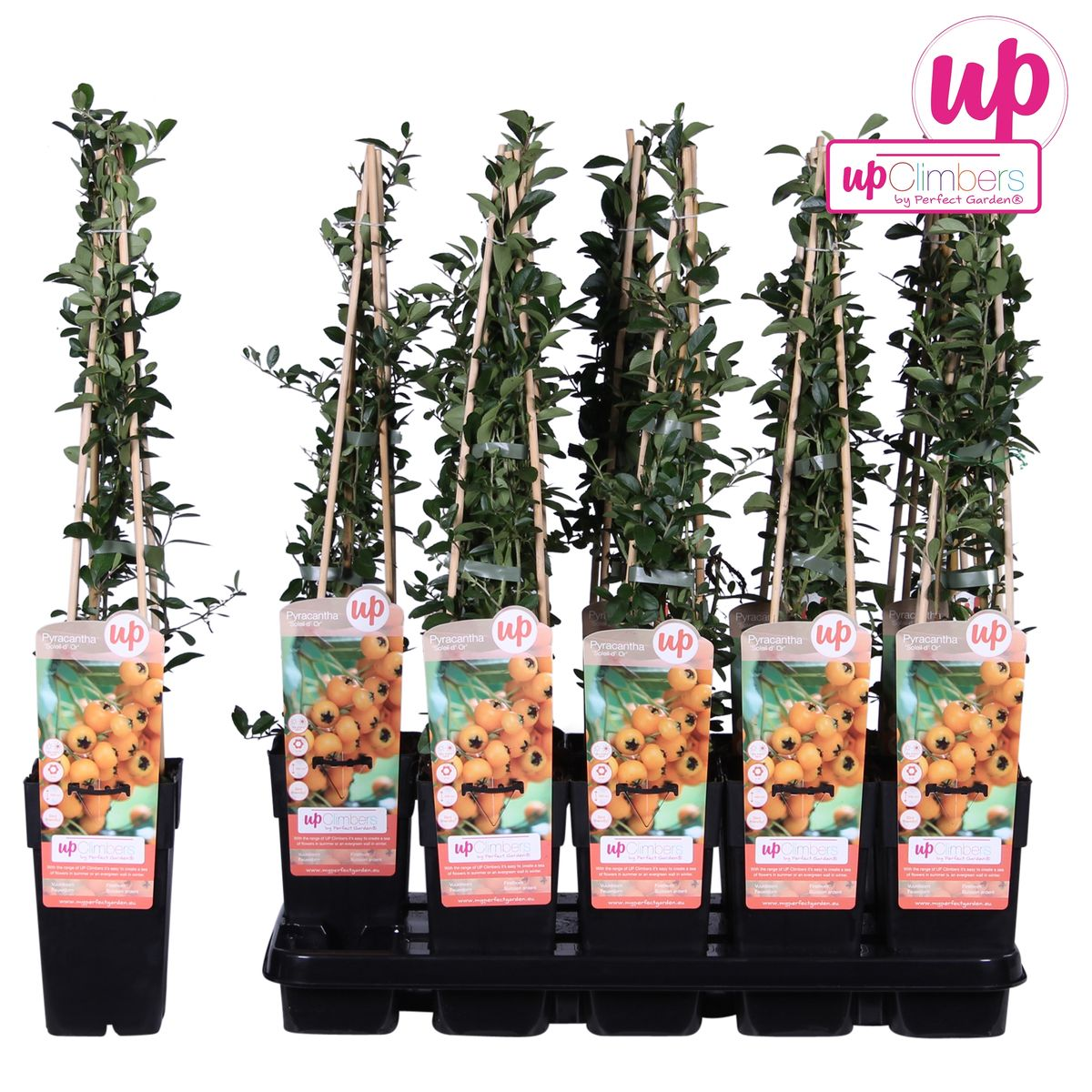 Feuerdorn 'Soleil d'Or' – Pflegeleichter Gartenstrauch mit leuchtenden Beeren