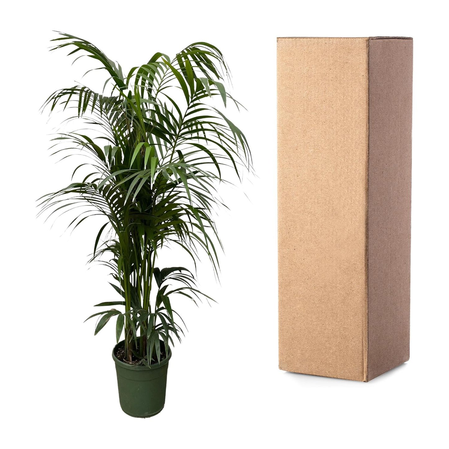 Kentia-Palme – Elegante und pflegeleichte Zimmerpflanze