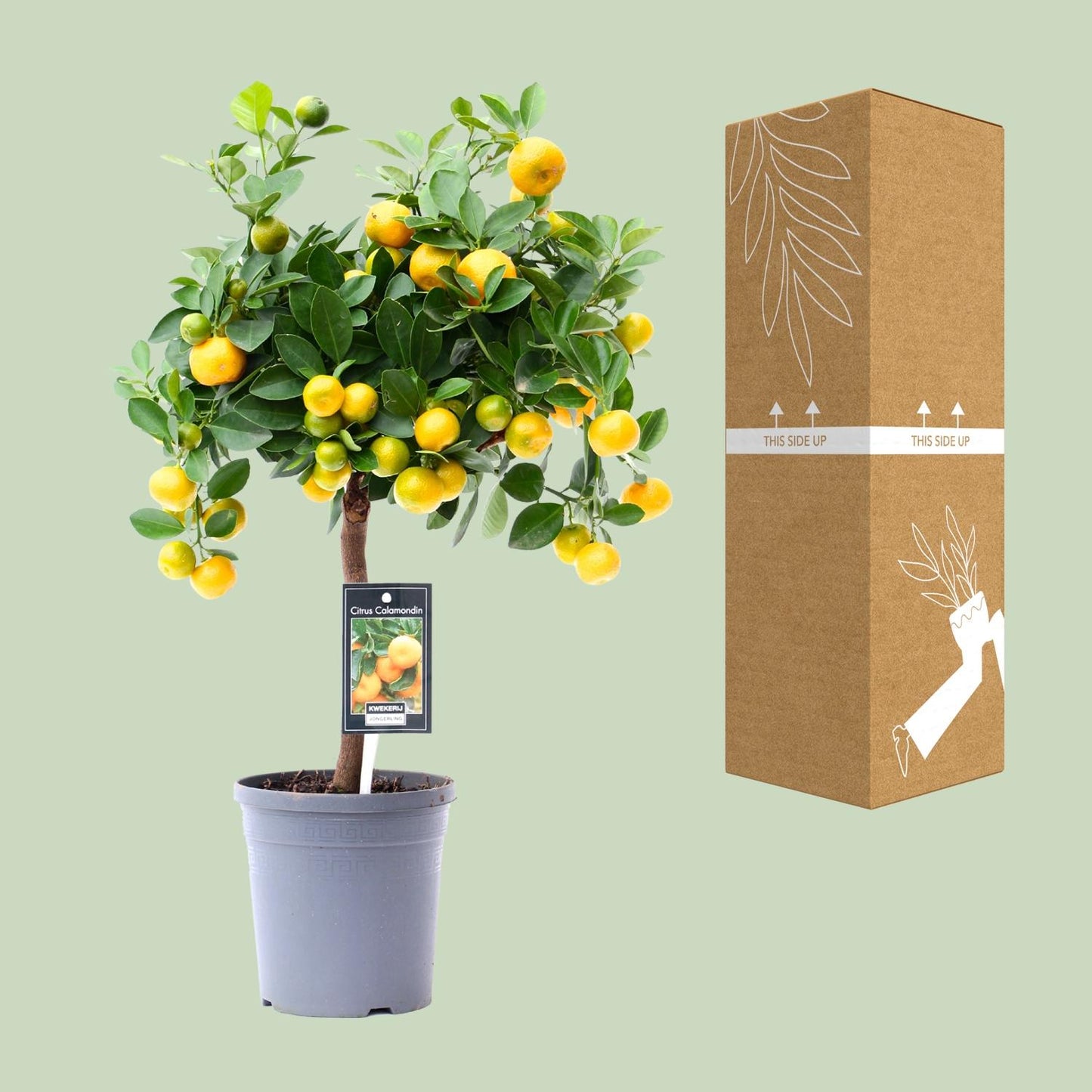 Citrus Calamondin – Kompakte, pflegeleichte Zitruspflanze Ø15cm