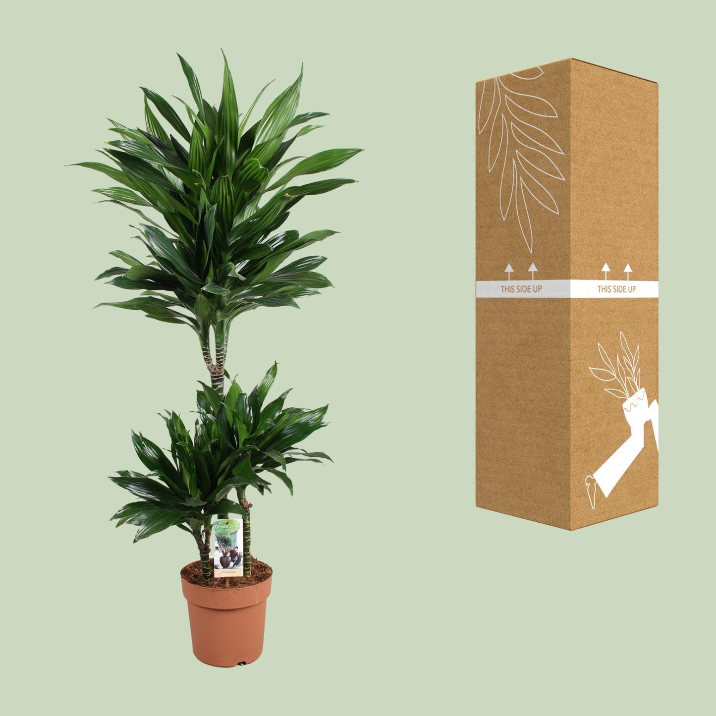 Dracaena Green Jewel – Elegante Zimmerpflanze Ø21cm