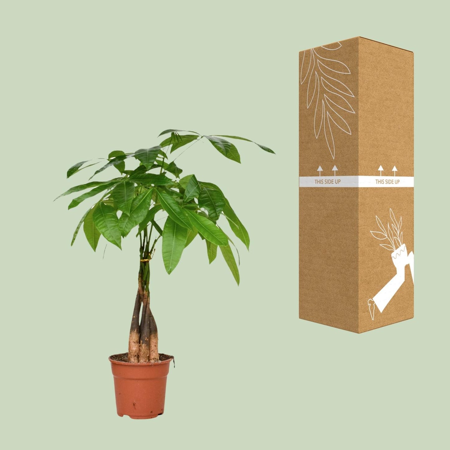 Pachira Aquatica – pflegeleichte Zimmerpflanze Ø17cm