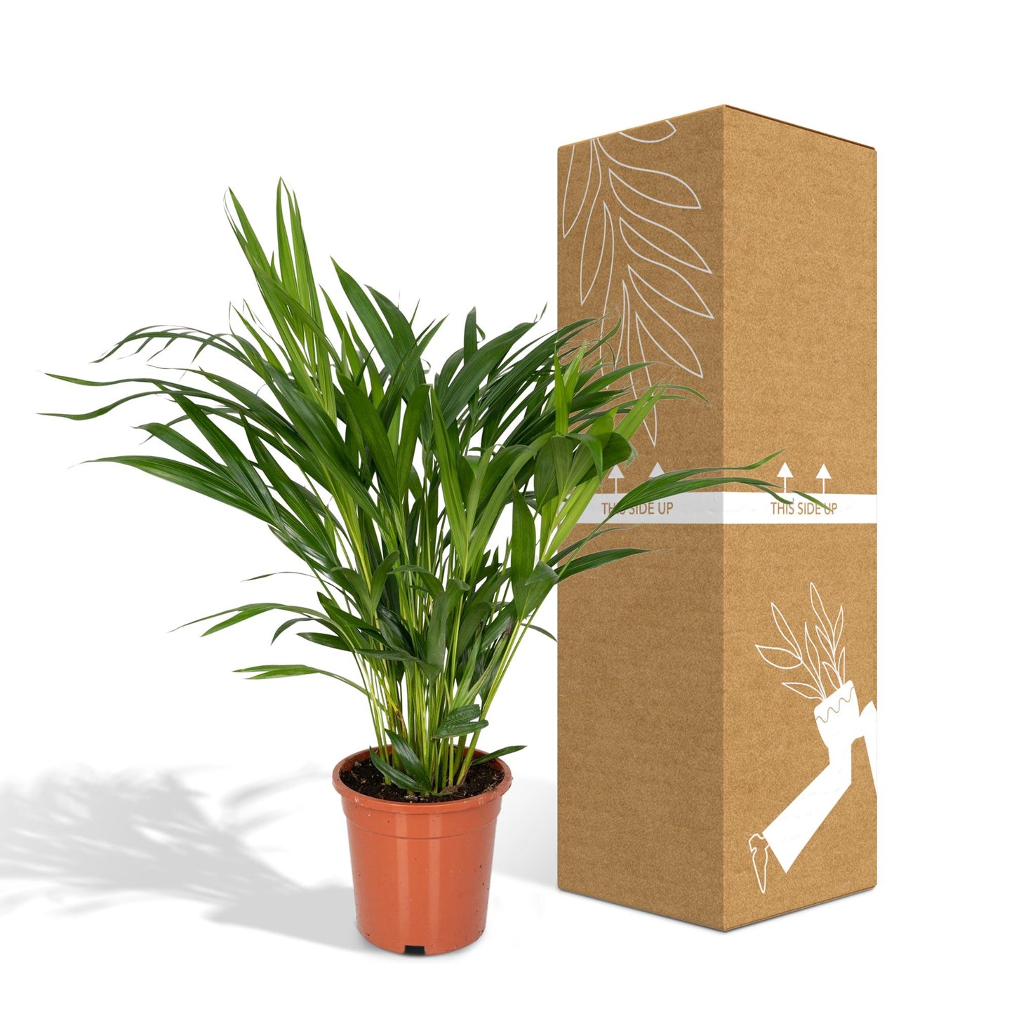 Dypsis Lutescens (Areca-Palme) Ø17cm, ca. 60cm hoch