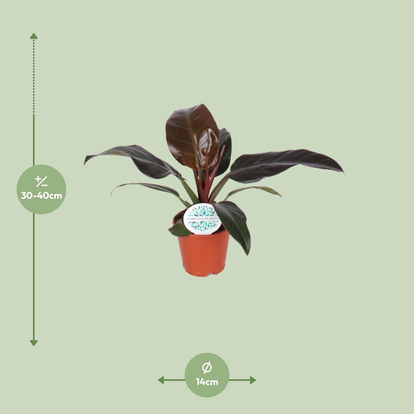 Philodendron Imperial Red – Tropische Zimmerpflanze Ø14cm